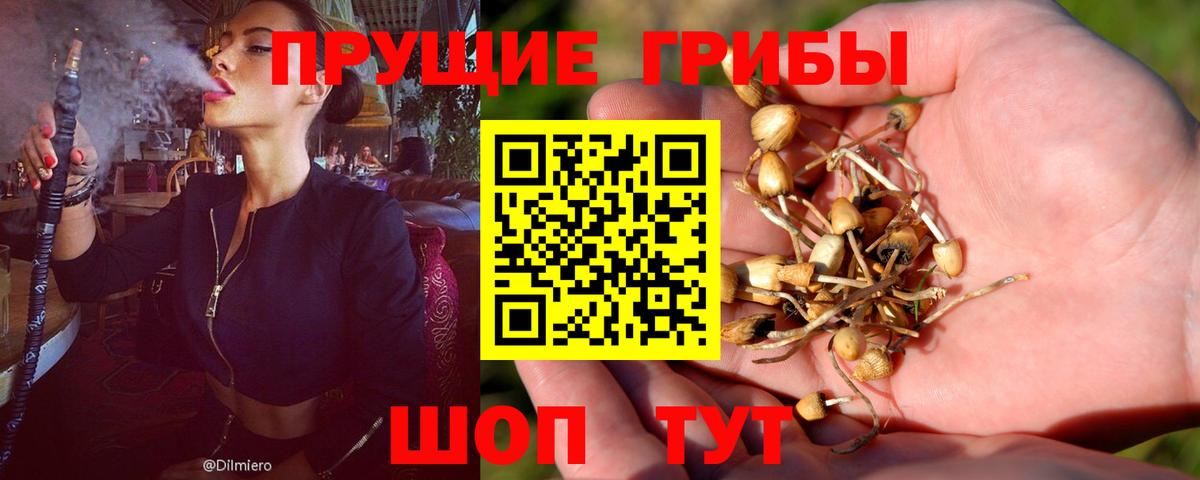 Псилоцибиновые грибы Psilocybe  Галлюциногенные грибы GOLDEN TEACHER  Ростов-на-Дону  Вход с VPN 